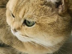 -共舞时光猫咖·狗咖(新街口店)