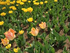 -长春公园(普阳街道)