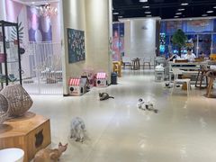 -藏猫猫咖啡主题馆(中央大道店)
