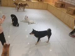 -柴源莊·柴小宠柴犬咖啡