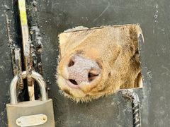 -石家庄市动物园