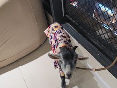 -怪兽屋·羊驼·猫咖·狗咖(俊华广场店)