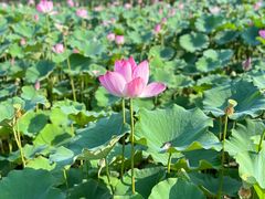 -莲花池公园