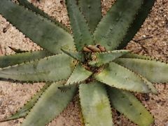 -深圳仙湖植物园-停车场