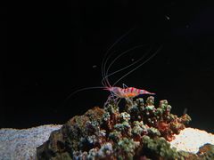 -暹罗海洋世界