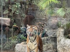 -清迈夜间动物园