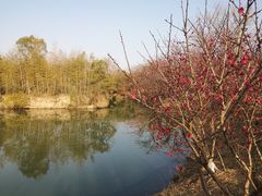 -西溪国家湿地公园