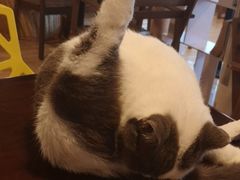 -Cappucimeow猫咪咖啡馆(韦伯时代店)