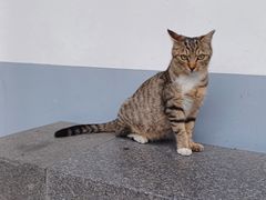 -龙华寺
