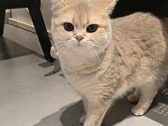 -琪喵猫屋·撸猫猫咖·猫舍