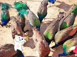 -萌宠亲子动物乐园(槐房万达店)