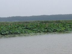 -微山湖红荷湿地景区