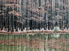 -上海共青森林公园