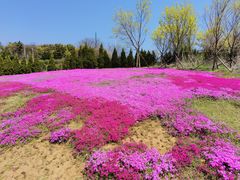 -棒棰岛宾馆景区