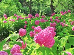-上海滨江森林公园