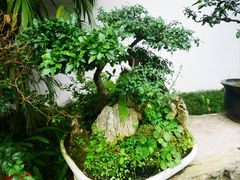 -成都杜甫草堂博物馆