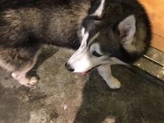 -more than meow吴止猫主题餐厅(承德 中船汇店)