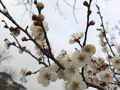 -香雪海