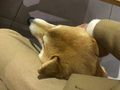-柴务处·柴犬主题狗咖