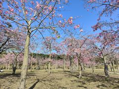 -风云岭森林公园