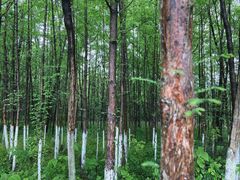 -桤木河湿地公园