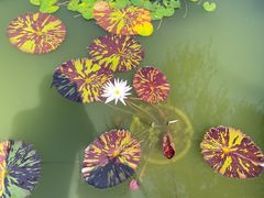 -国家植物园南园