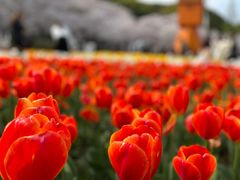 -苏州上方山国家森林公园