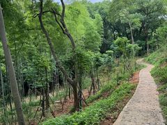 -上海佘山国家森林公园天马山园