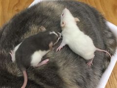 -藦茜花园宠物主题亲子互动体验馆(国顺东路店)