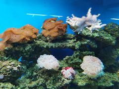 -御唐府海珊瑚主题餐厅