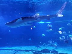 -烟台海昌鲸鲨海洋公园