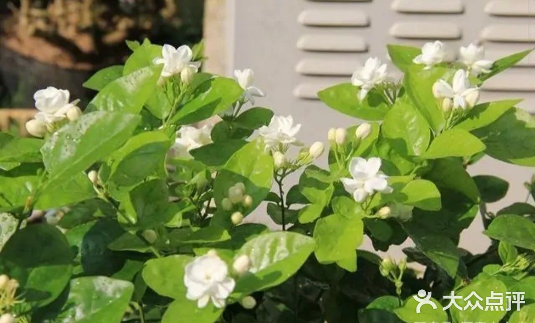 🌸🌸好一朵美丽的茉莉花🌸🌸