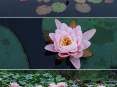 -中国科学院华南植物园