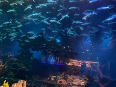 -海棠湾洲际-涛·海底餐厅·美人鱼·自助餐·海底隧道