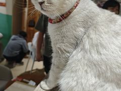 -藏猫猫咖啡主题馆(中央大道店)