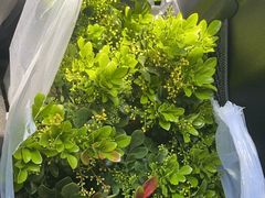 -朝来春花卉市场