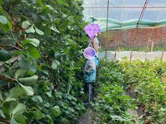 -大自然农场蔬菜草莓采摘园