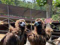 -西霞口神雕山野生动物世界