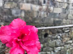 -桑洲油菜花景区
