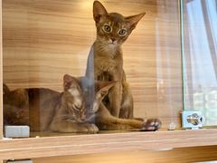 -猫十亿·布偶金渐层·曼基康矮脚猫舍(青年路店)
