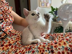 -福懋动物医院·犬猫全科·外科·重症科(杏林分院)