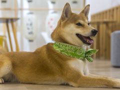 -柴迷FANS CLUB·柴犬狗咖·猫咖