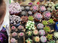 -双季花艺园艺市场(浦东店)