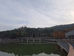 -银湖山郊野公园-相思林