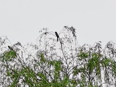 -咬不得高祖生煎·简餐(天城商业中心店)