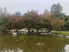 -大望京公园