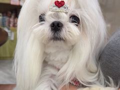 -瑞鹏宠物医院·普外科·影像科·皮肤科(城市山谷分院)