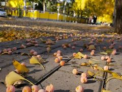 -三里屯东五街银杏大道
