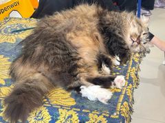 -平行世界·猫咖(首经贸店)