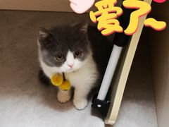 -lincat·猫舍(广州店)